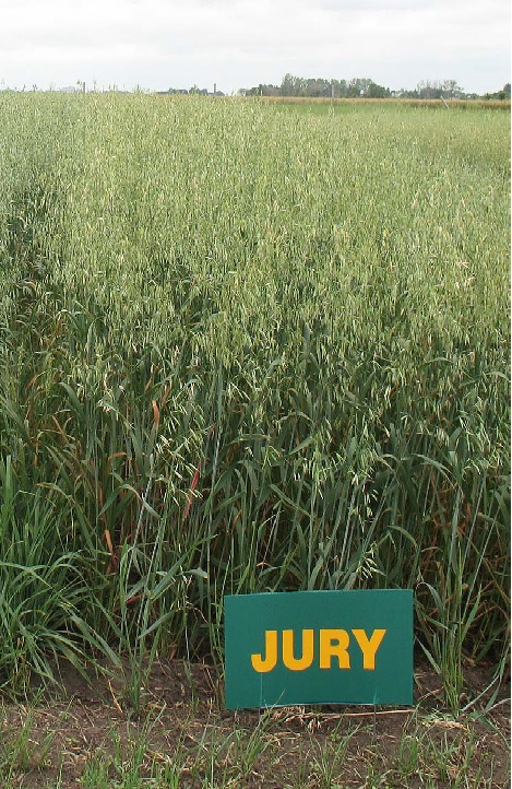 jury oat